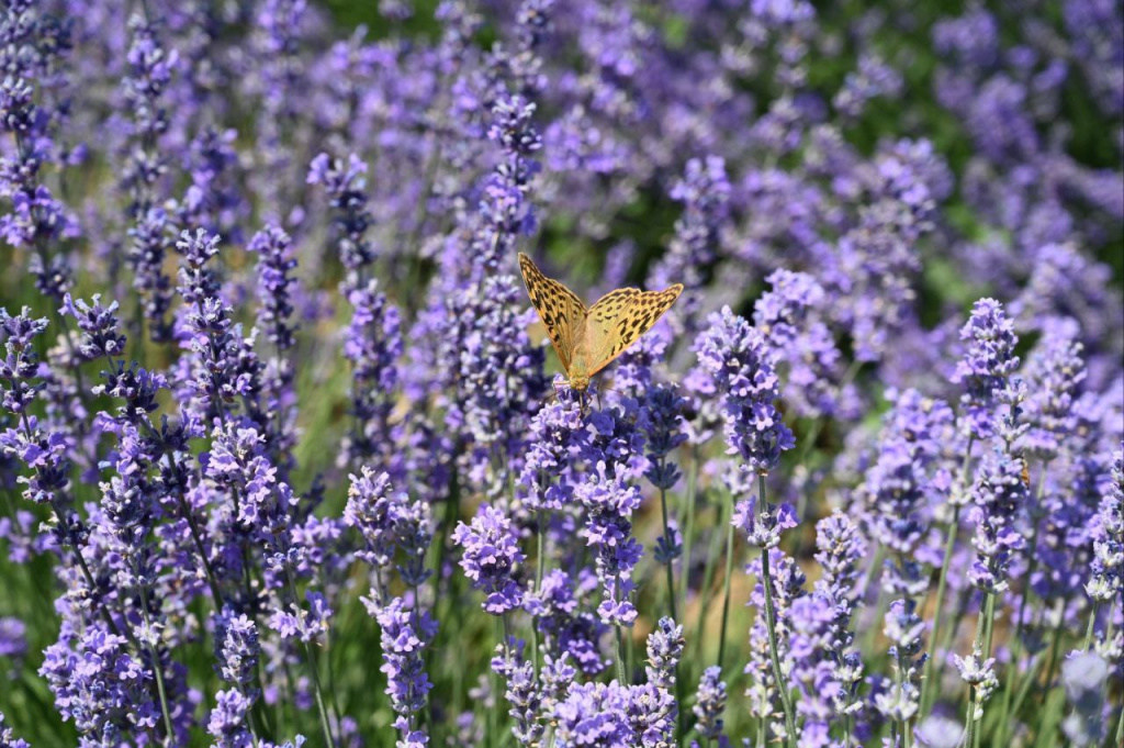 Уголок прованса: как вырастить лаванду из семян