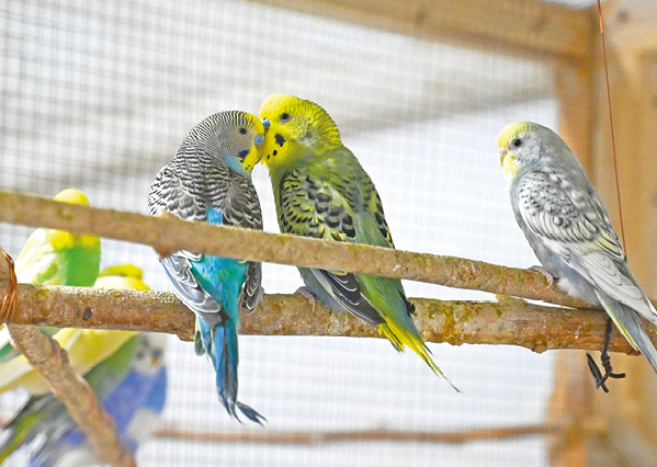 Гала Амарандо Гала Амарандо