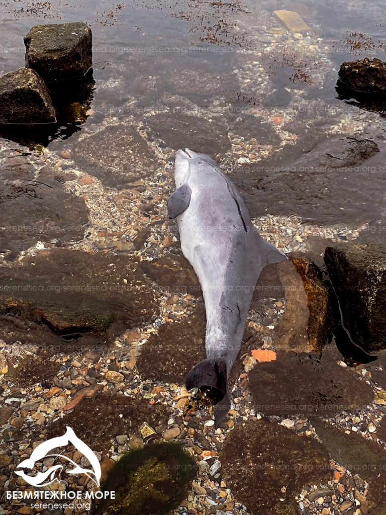 центр "Безмятежное море" центр "Безмятежное море"