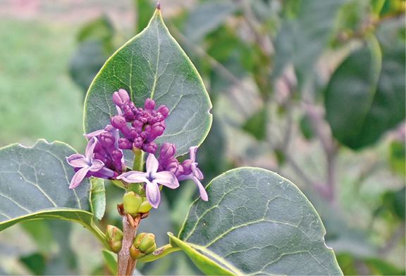 Гала Амарандо Гала Амарандо