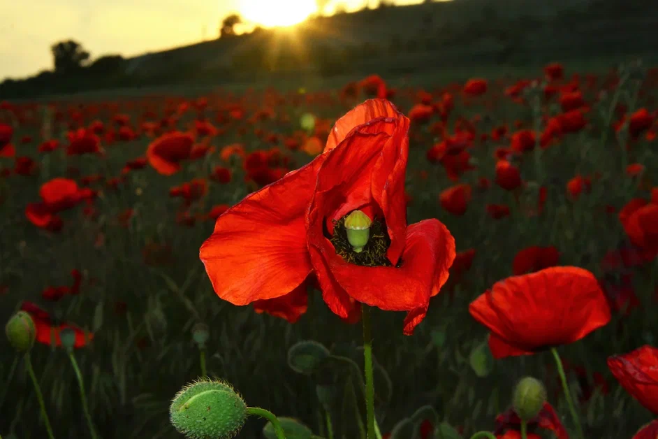 Погода 30 мая: тепло и облачно