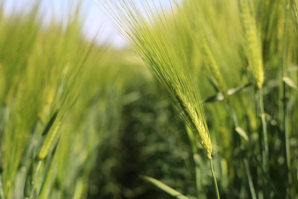 Россельхозцентр: массового поражения озимых грибковыми инфекциями в Крыму не наблюдается