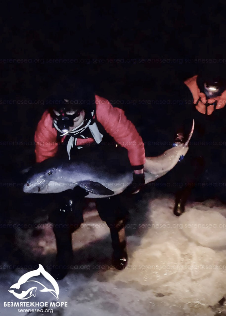 центр "Безмятежное море" центр "Безмятежное море"