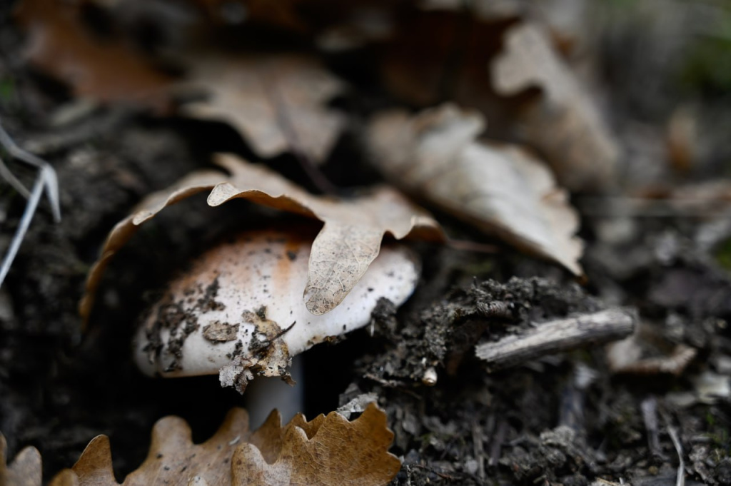 Грибной сезон в Крыму: когда и где искать самые вкусные грибы