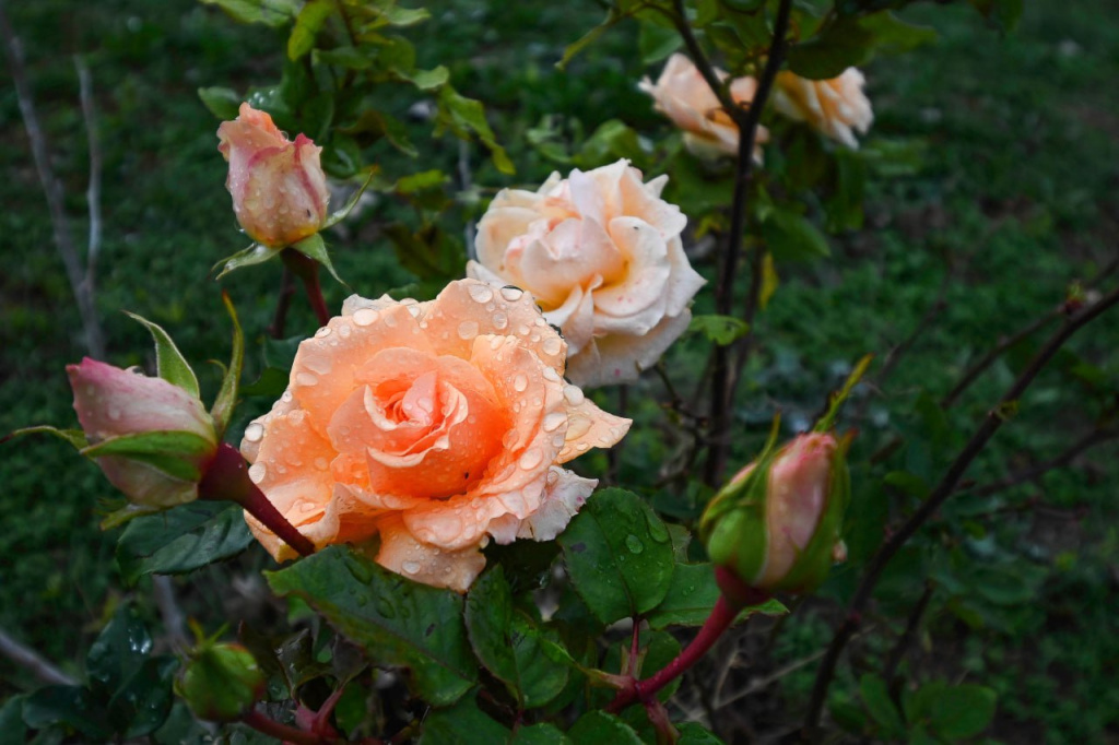 Весенний уход за розами в Крыму: обрезка, обработка и полив