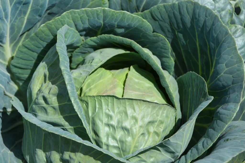 Лидер среди суперфудов: почему стоит включить квашеную капусту в свой рацион