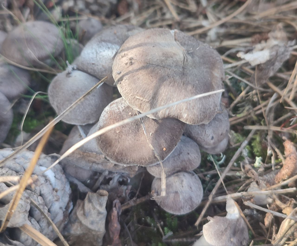 Сколько ещё продлится грибной сезон в Крыму и сбор каких грибов сейчас в самом разгаре