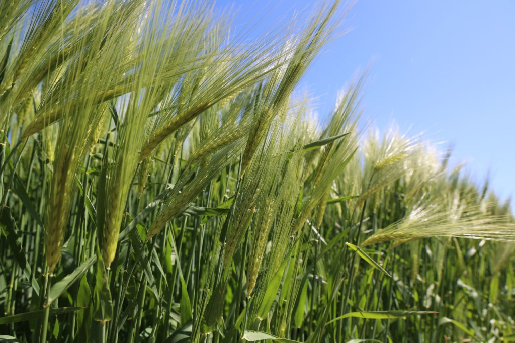 Корневая гниль и мучнистая роса: на полях Крыма пробудились грибковые болезни