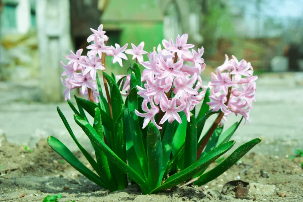 Как вырастить гиацинты на подоконнике к 8 Марта: советы садовода