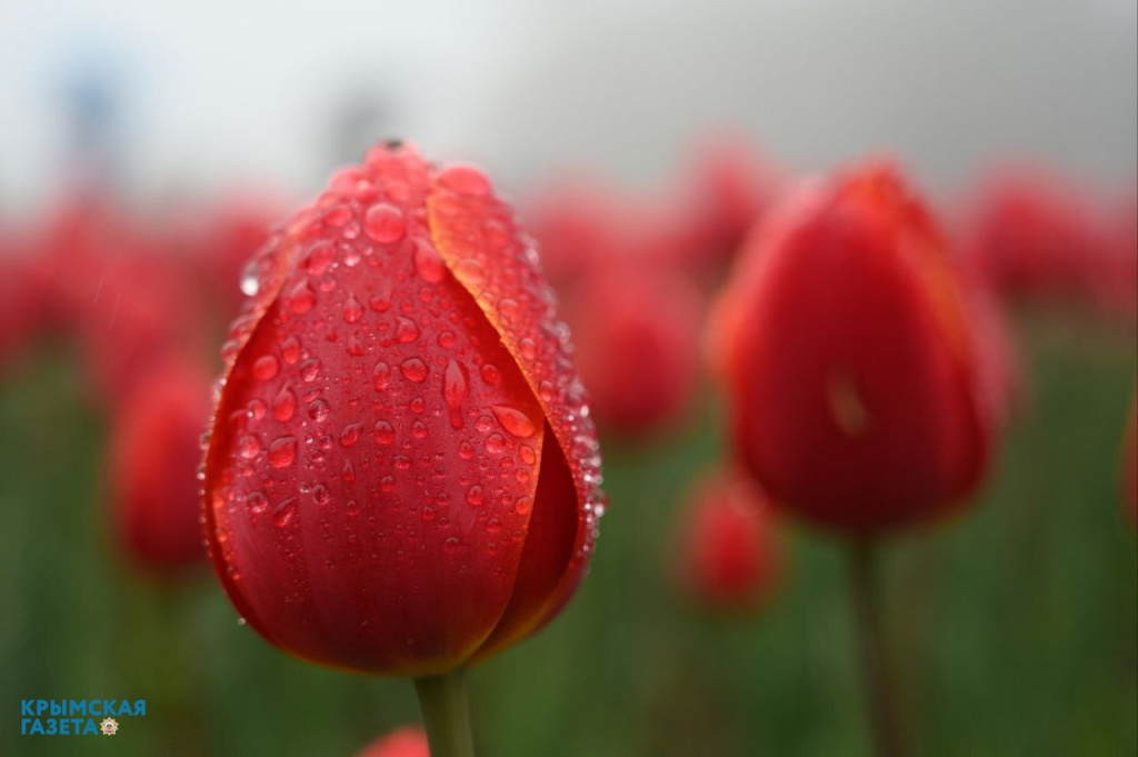 В декабре на клумбах Симферополя высадят около 40 тысяч луковиц тюльпанов и нарциссов