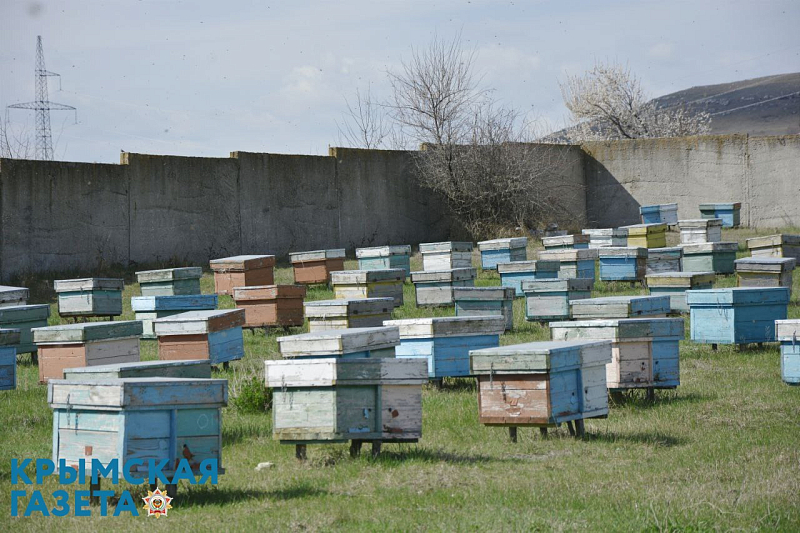 Исследование пчел в лаборатории. Пасека. Данные о пчелосемье. Пчеловод год.