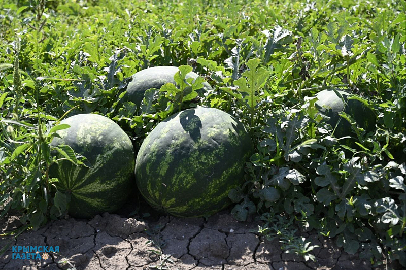 Арбуз сорт киви. Арбузы. Арбуз марбл f1. Арбуз сибирский гигант. Арбуз сибирский гигант.