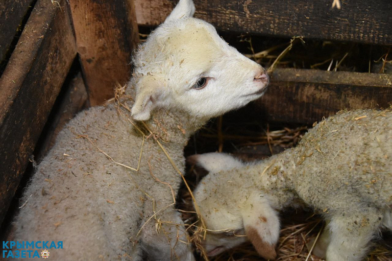 сколько раз рожают овцы в год. романовская порода коз. овца с ягненком. сколько овца рожает ягнят. когда овца рожает двух ягнят.