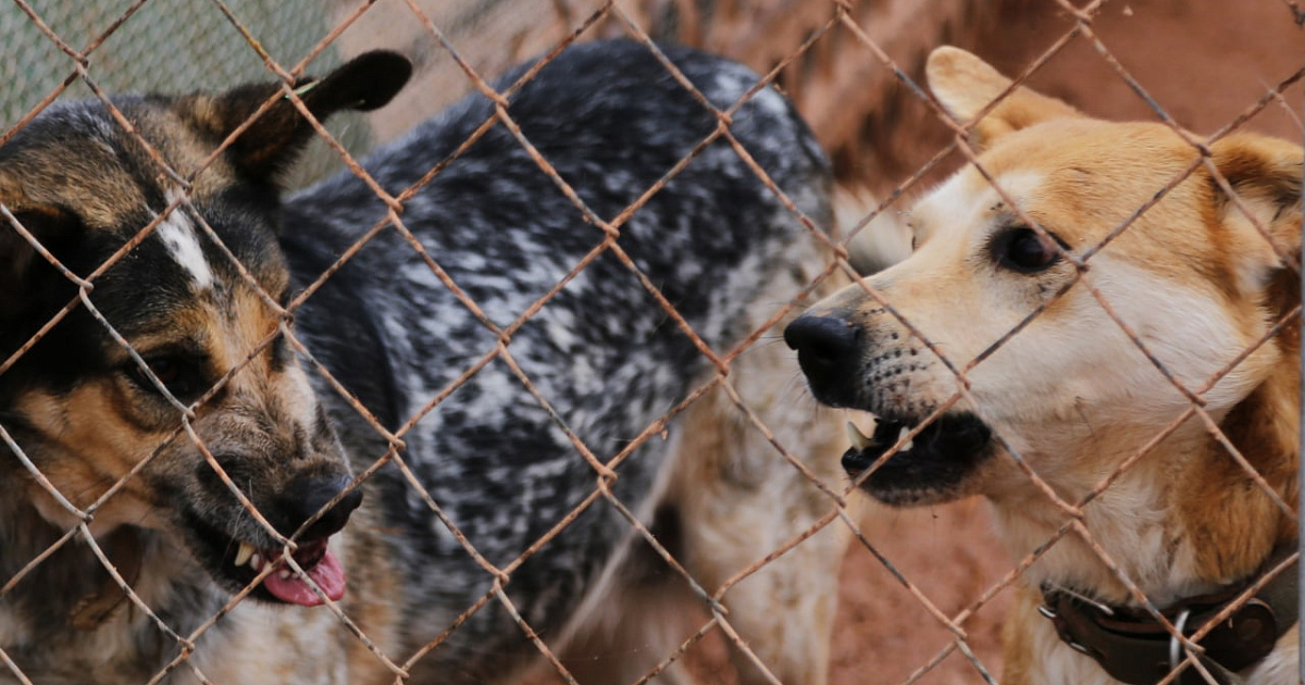 Сознательная деятельность животных. Теории происхождения сознания. Взаимосвязь сознания и деятельности. Отличие сознания от психики человека. Сознательная деятельность животных.